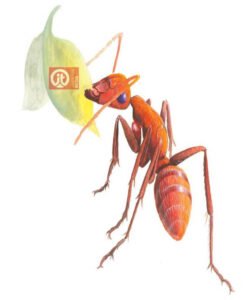 44 động vật trong kinh thánh - con kiến