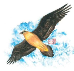 44 động vật trong kinh thánh - con ó kềnh kềnh