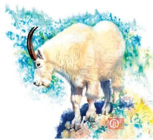 44 động vật trong kinh thánh - con dê