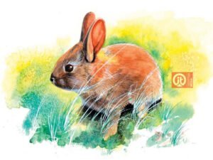 44 động vật trong kinh thánh - con thỏ