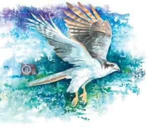 44 động vật trong kinh thánh - con chim ưng