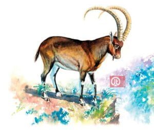 44 động vật trong kinh thánh - con sơn dương