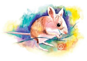 44 động vật trong kinh thánh - con chuột