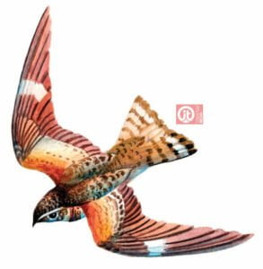 44 động vật trong kinh thánh - con chim cú