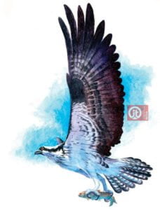 44 động vật trong kinh thánh - con chim ưng
