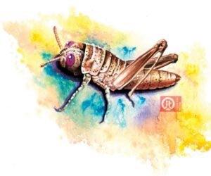 44 động vật trong kinh thánh - con châu chấu