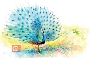 44 động vật trong kinh thánh - con chim công