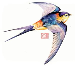 44 động vật trong kinh thánh - con chim én