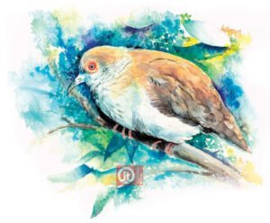 44 động vật trong kinh thánh - con chim cu