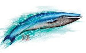 44 động vật trong kinh thánh - con cá voi