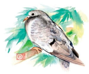 44 động vật trong kinh thánh - con chim bo cau